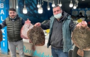 Karadeniz’de kalkan balığı bereketi: Kilosu 200 TL