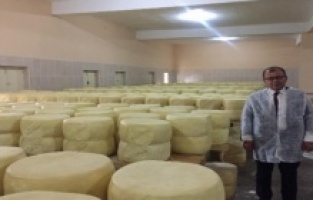 Kars Kaşarı yoğun ilgi görüyor