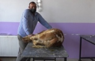 Kars'ta hayvanlarda korona virüs görüldü