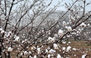 Kayısı üreticileri tedirgin!