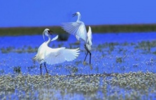 Kızılırmak Deltası göçmen kuşlarla şenlendi