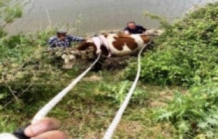 Nehre düşen ineği itfaiye kurtardı