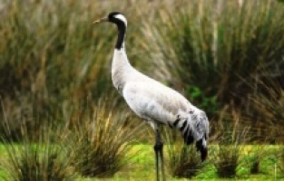 Nesli tükenme tehlikesi altındaki Anadolu dağ turnasının yeni yuva yaptığı belirlendi