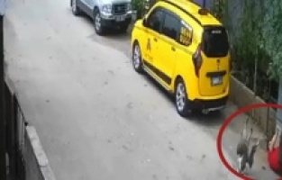 Taş attığı kazlar tarafından kovalanınca yere düşüp sürüklendi