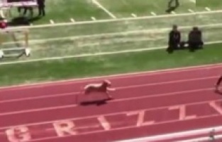 Tribünden atlayarak koşuya katılan köpek yarışmayı birincilikle bitirdi