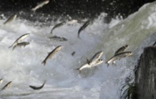 Van Gölü'nde yaşayan inci kefalleri üreme döneminde sıkı önlemlerle korunacak