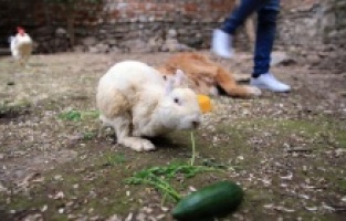 Yaralıyken sahiplendikleri tavşanı hayata bağladılar