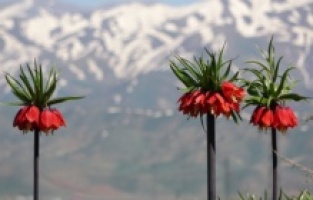 Yüksekova'da ters lalelerden muazzam görüntü