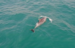 Sevimli yunuslardan İstanbul Boğazı'nda görsel şölen