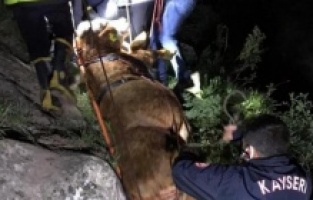 8 saatlik operasyonla kurtarıldı!