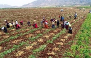 Adana'da erkenci patates hasadı başladı