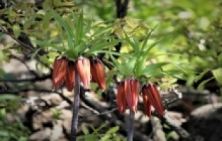 Bingöl'de açan ters lalelerin şöleni sona ermeye başladı