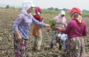 Bismil Ovası'ndaki tarım işçileri zorlu mesaide