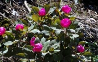 Bu çiçeği koparan 80 bin 465 TL ceza ödüyor