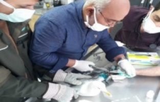 Çocukların dikkati yaralı martıyı kurtardı