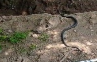 Diyarbakır’da dev yılan paniği