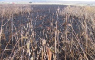 52 dönüm ekili tarla kül oldu