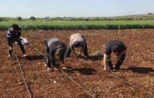 İşçi bayramında tarım işçileri sahada çalışıyor