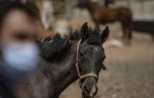 Kayıp atların akıbeti belirsiz