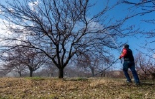 Kayısıda büyük tehlike