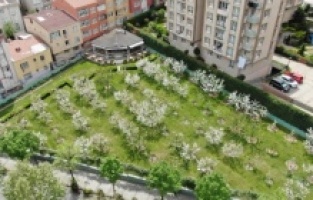 Kiraz bahçesi beyaz gelinliğini giydi