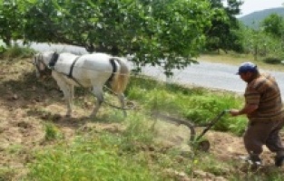 Koçarlı'da 3 bin yıllık tarım geleneği sürdürülüyor