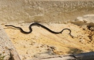 Kuşadası'nda görülen yılanlarla ilgili uzmanlar uyardı; "Zehirli değiller, öldürmeyin"