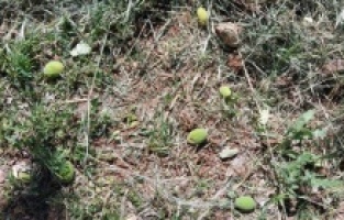 Malatya'da kayısıyı zirai don vurdu