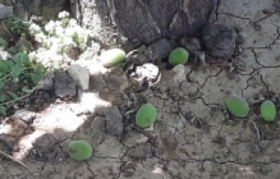 Malatya kayısısı zarar gördü