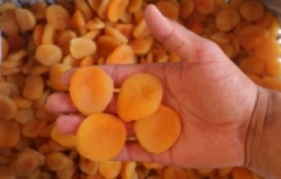 Malatya’da kuru kayısı yüz güldürüyor