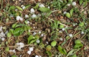 Mayıs Ayında Yağan Dolu Kayısıyı Vurdu