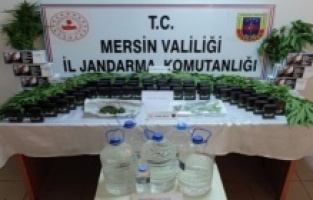 Mersin'de 85 kök kenevir bitkisi ele geçirildi