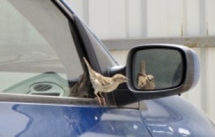 Minik serçenin aynadaki oyunu görenleri gülümsetti