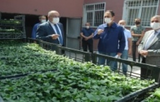 Niksar'da çiftçilere 24 bin 576 biber fidesi dağıtıldı