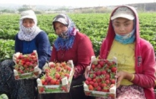 Tam kapanmada Rusya'ya ve Irak'a çilek ihracatı