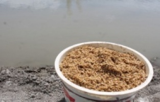 Tosya pirinci toprakla buluşuyor