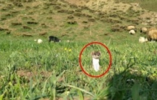 Yüksekova'da yarısı kahverengi yarısı beyaz gelincik görüntülendi