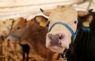 2021 yılı kurban fiyatları ne kadar?