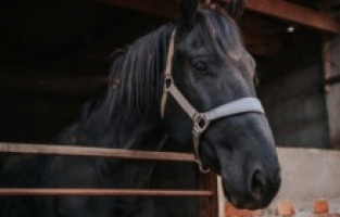 43 ARAP SAFKANI TAY AÇIK ARTTIRMA İLE SATILIYOR!