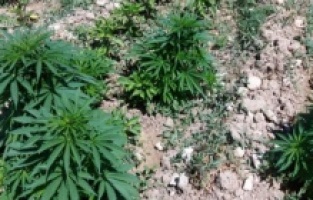 505 kök Hint keneviri ele geçirildi