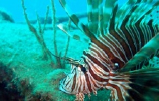 Zehirli aslan balığının sayısı gün geçtikçe artıyor!