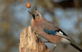 ARTIK KİMSE ‘KUŞ BEYİNLİ’ DİYEMEYECEK