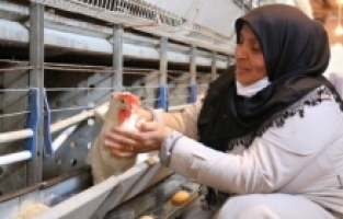 Bakan Pakdemir tavukları telef olan girişimciye yardım eli uzattı!