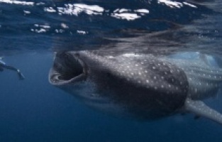 Balinanın yuttuğu adamın kurtuluşu mucize oldu