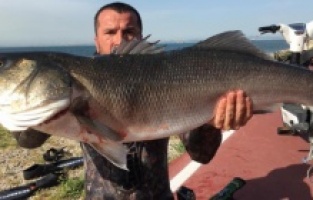 Bu levrek dünya rekoru kırdı