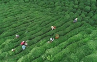 ÇAYKUR, çay üreticilerinin paralarını yatırmaya başladı