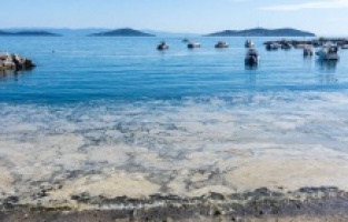 "Deniz salyası tatlı su kaynaklarına da yayıldı"