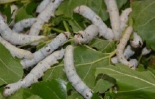 İpek böcekleri sayesinde kazandığı paraya inanamayacaksınız!