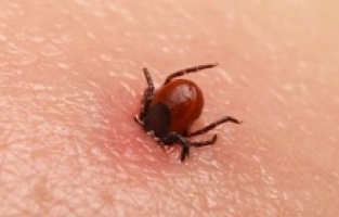 Kene ısırmasında ilk yapılması gerekenler