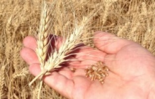 Korkutan uyarı "Ekmek 5 tl olur"